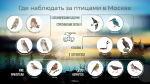 Птицы Москвы